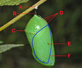 Chrysalis